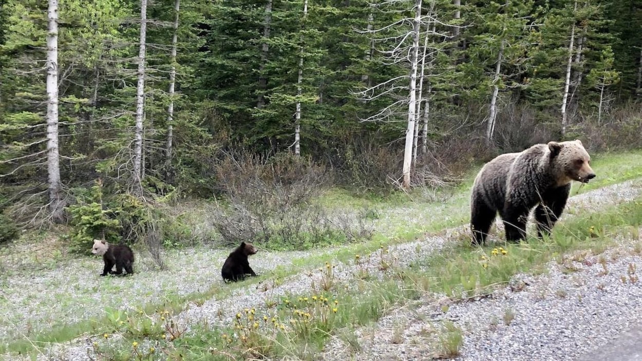 Une femelle grizzly et ses deux oursons près d'une route en Alberta.
