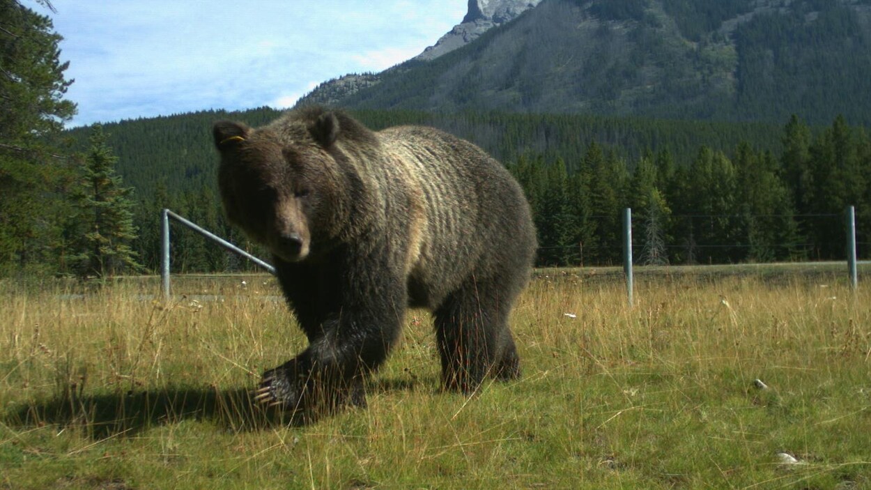 Un grizzly Un grizzly