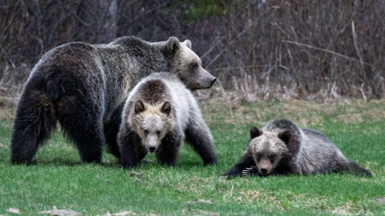 Un bébé grizzly heurté par un train dans le parc national Banff