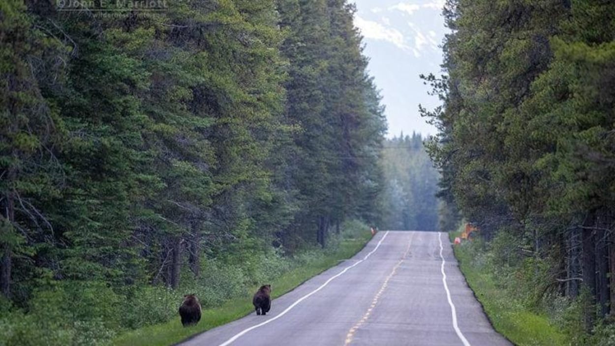 Un ours en poursuit un autre sur une route du parc national Banff, en Alberta.