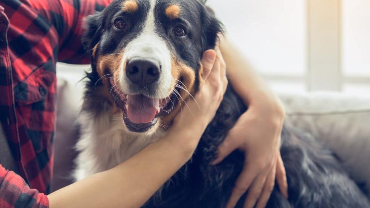 De gros chiens « avec beaucoup d’amour à donner » peinent à se faire adopter