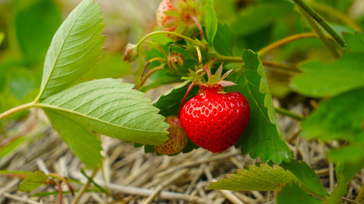 Des fraises en empreintes de mains 