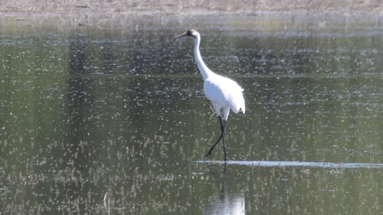 Une grue blanche d’Amérique aperçue près de Calgary
