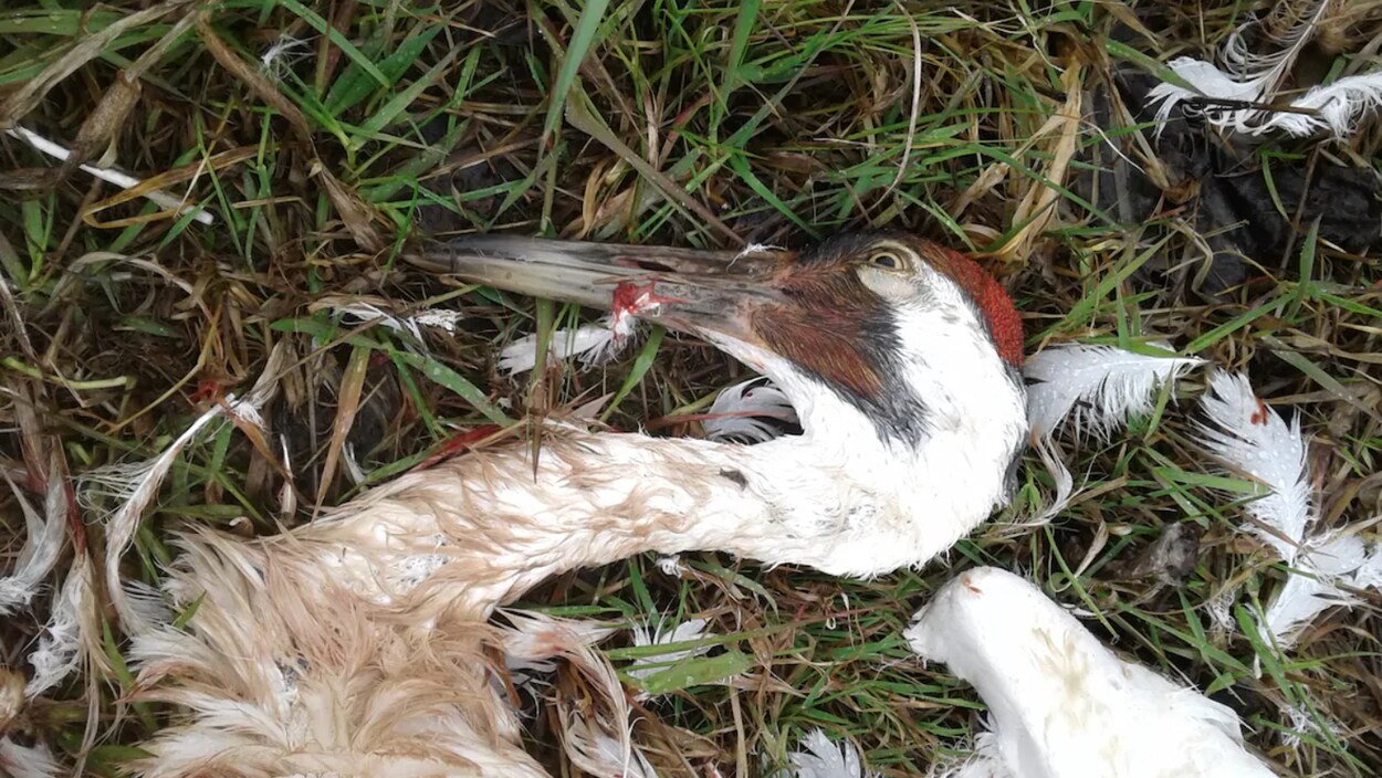 Un Oiseau En Voie De Disparition Abattu Dans Le Nord