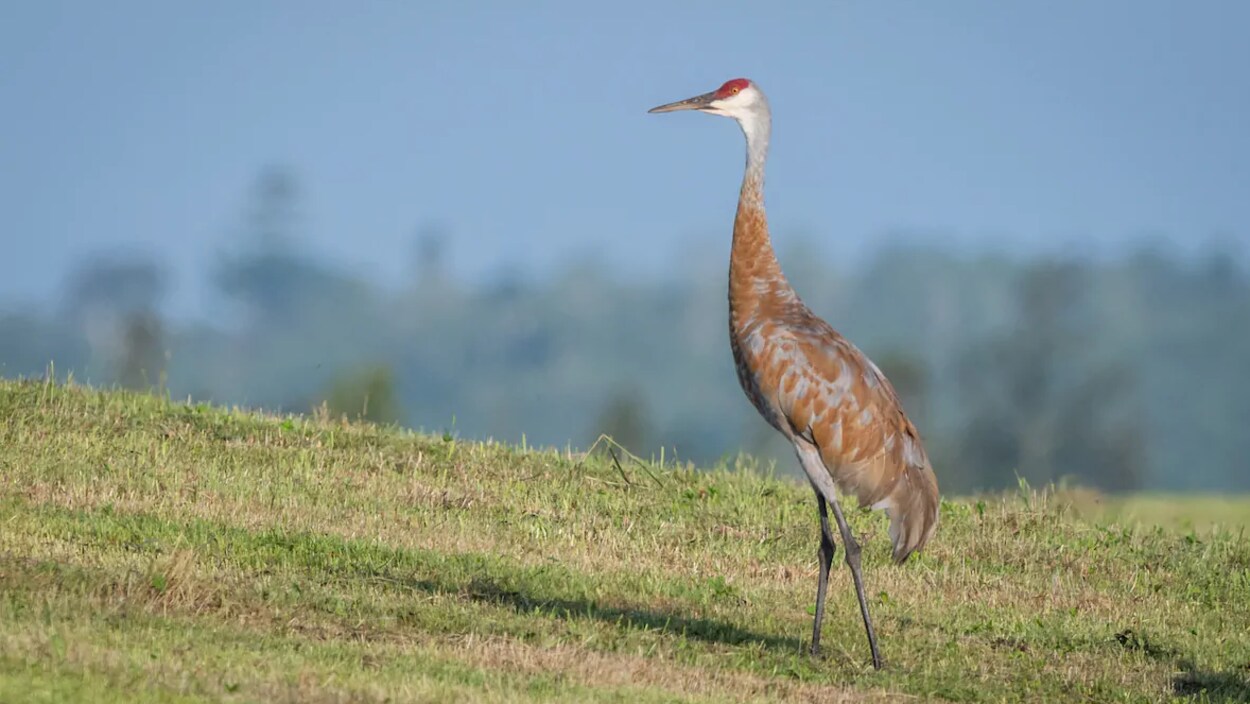 Un Oiseau Rare Fait Son Nid En Nouvelle écosse Ici Radio