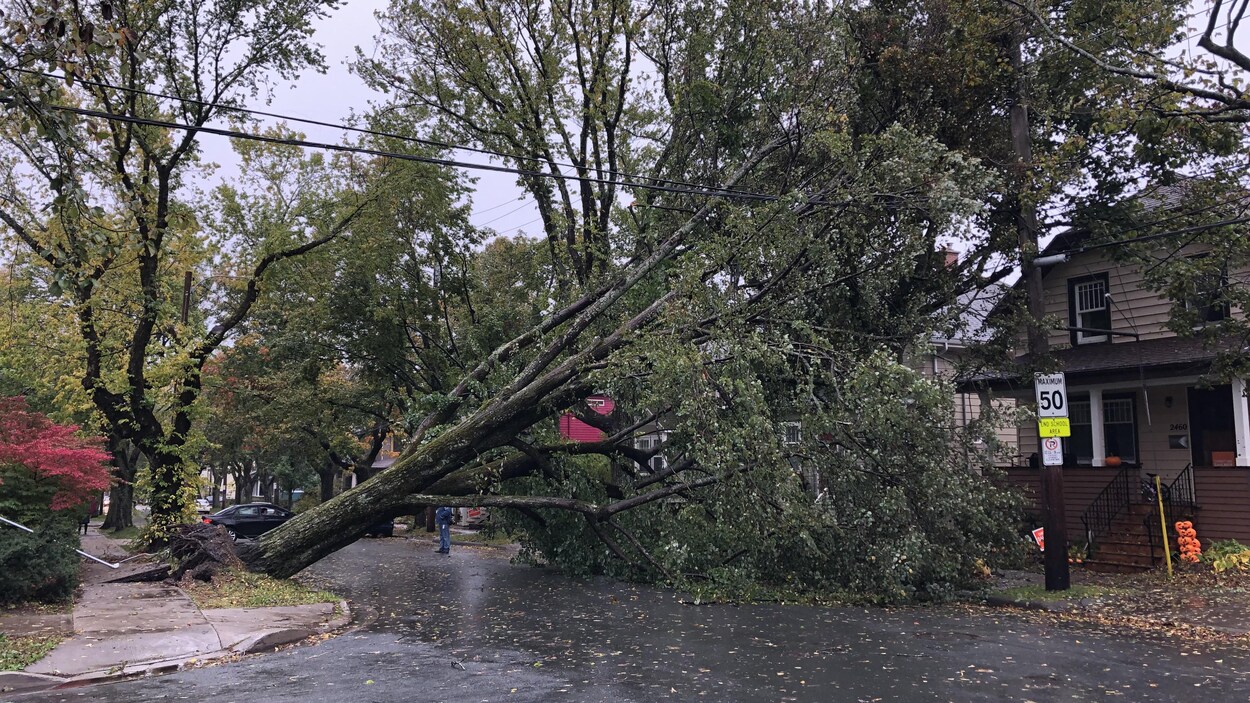 Un grand arbre couché sur des fils dans la rue