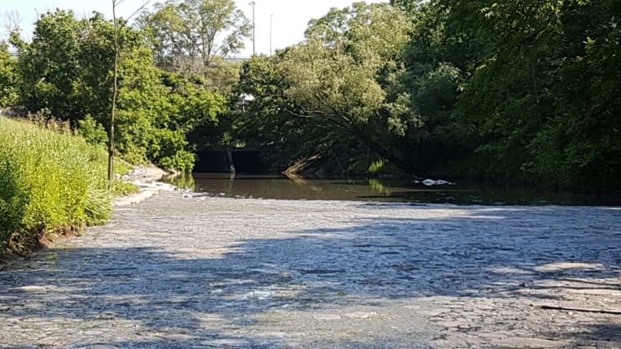 Matière grise flottant à la surface d'un cours d'eau