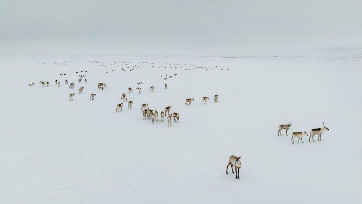 La relation du peuple tłı̨chǫ avec le caribou, en photo