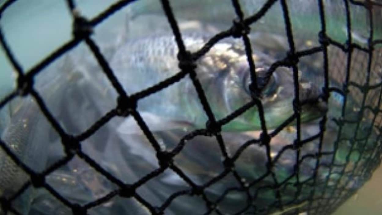 Pêches et Océans Canada permet encore la pêche au hareng, malgré les préoccupations de ses scientifiques.