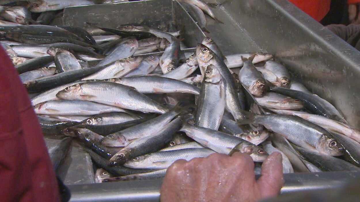 Une caisse de poissons