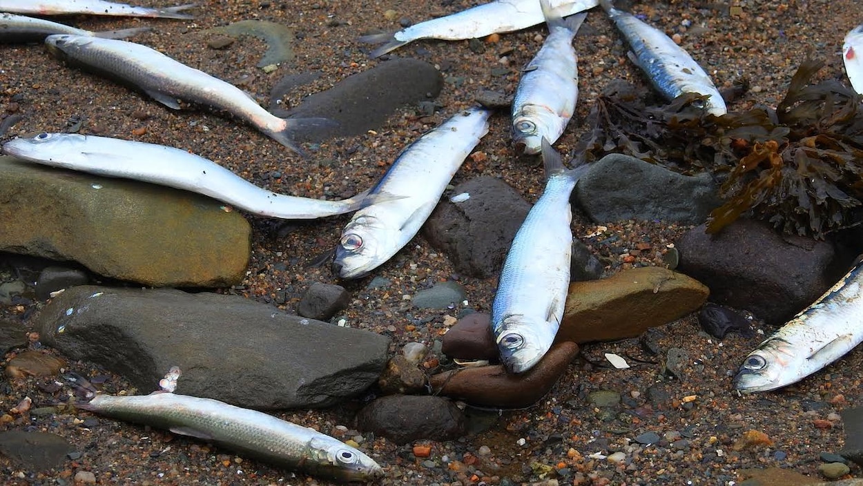Quelques-uns des harengs qui se sont échoués, ces derniers jours, sur les plages de la baie Sainte-Marie, en N.-É.