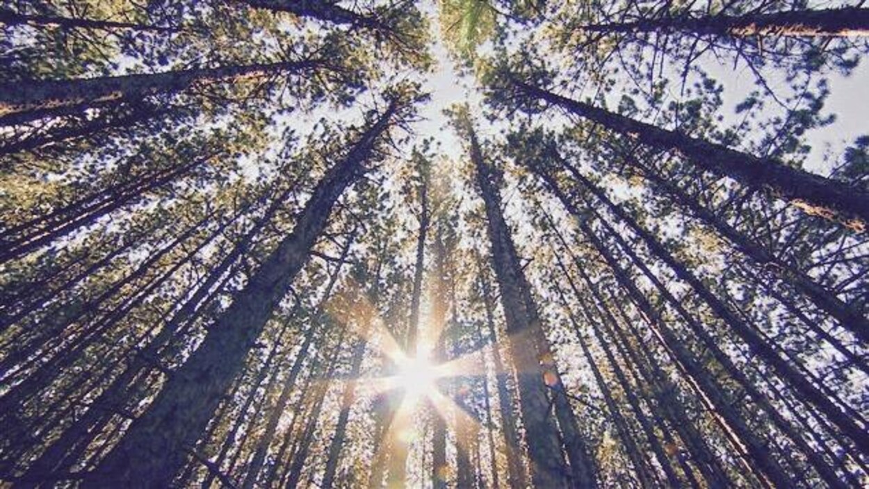 Des arbres vus en contre-plongée.