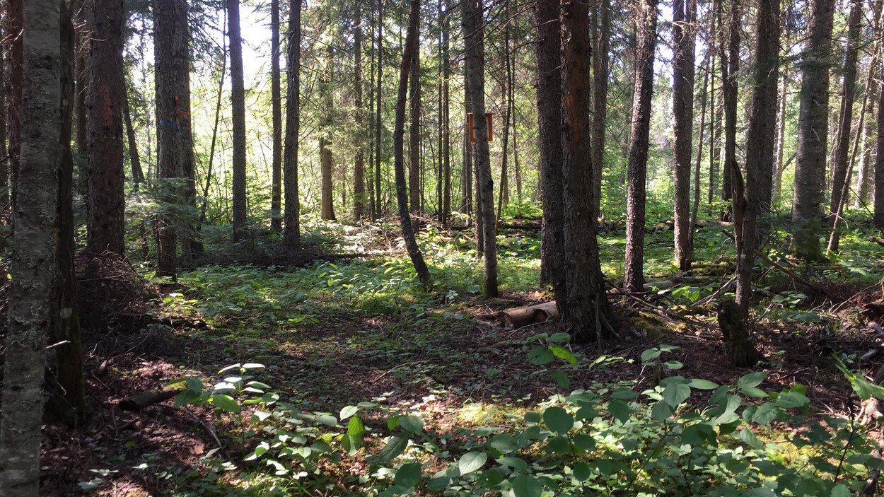 La forêt boréale près de Hearst, en Ontario.