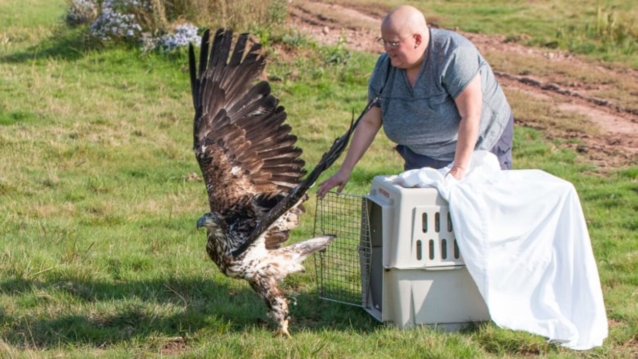 Helen Van Doninck ouvre la cage d'un aigle prêt à s'envoler. Helen Van Doninck ouvre la cage d'un aigle prêt à s'envoler.