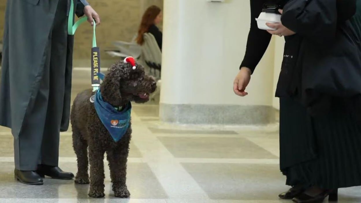 Les chiens du palais de justice d’Ottawa, un réconfort pour les témoins