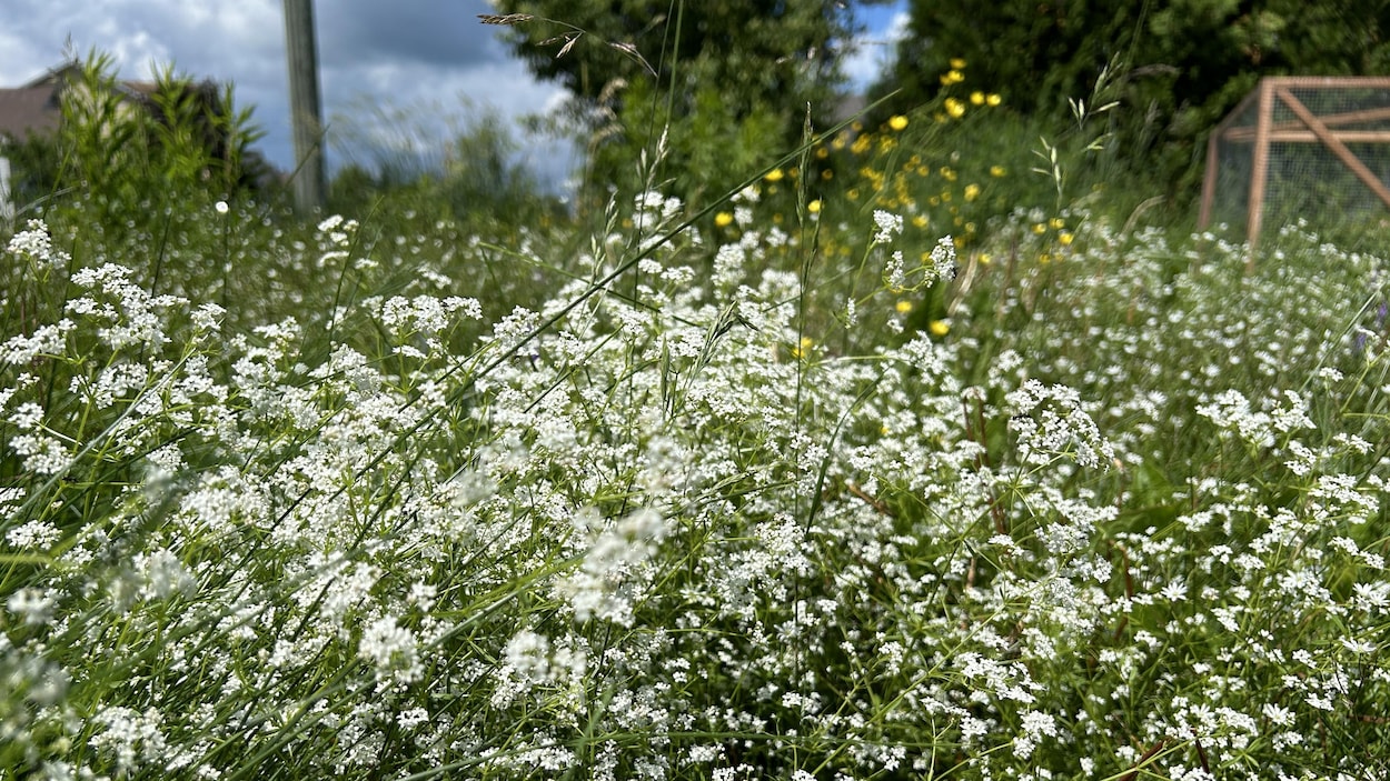 Shippagan autorise désormais les citoyens à aménager des « jardins de biodiversité »