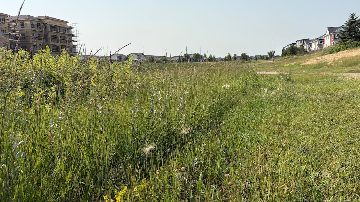 Compressions budgétaires à Regina : des espaces verts en paient le prix