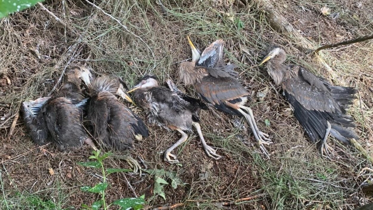 Cinq hérons apparemment morts gisent sur le sol.