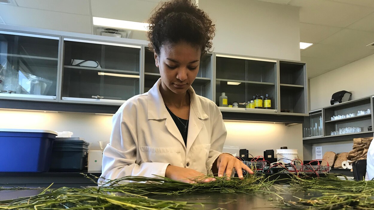 Une femme trie des bouts de foin sur un comptoir de laboratoire.