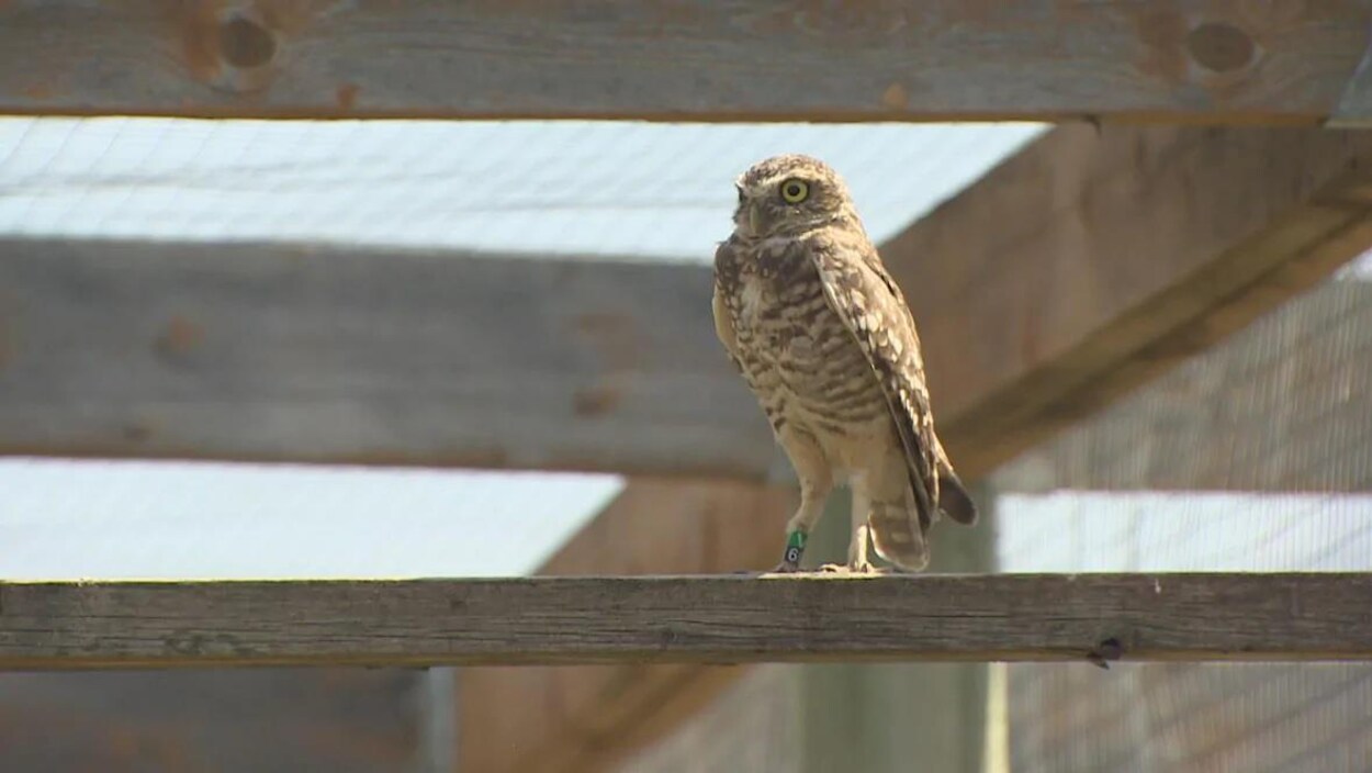Un hibou perché sur une poutre de bois.