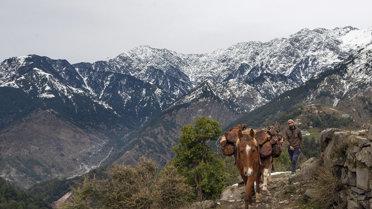 Un homme fait avancer des mules sur un passage dans la région indienne de l'Himalaya.