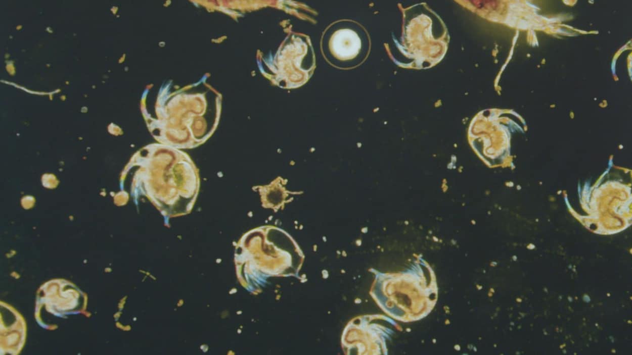 Microorganismes grossis à l'aide d'un microscope.