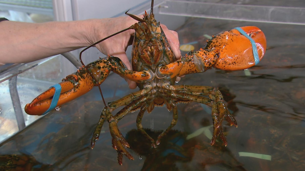 Un voleur de homard arrêté à Saguenay