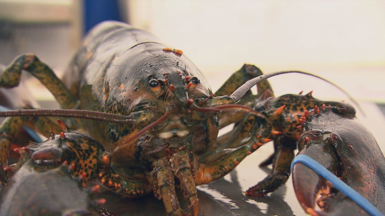 Gros plan d'un homard Gros plan d'un homard