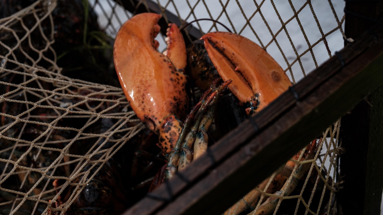 Satisfaction dans l’industrie de la pêche en Atlantique après la levée des tarifs chinois