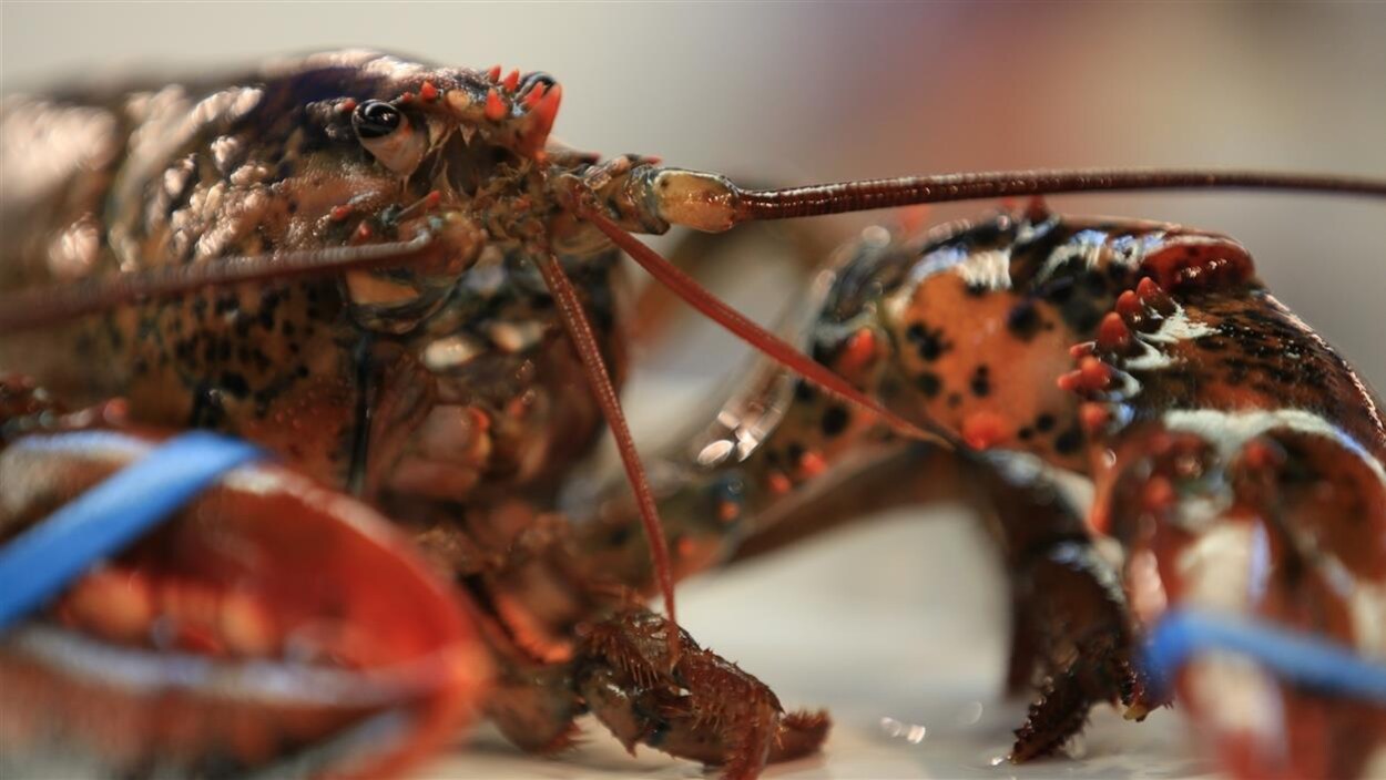 Un homard vivant. Un homard vivant.