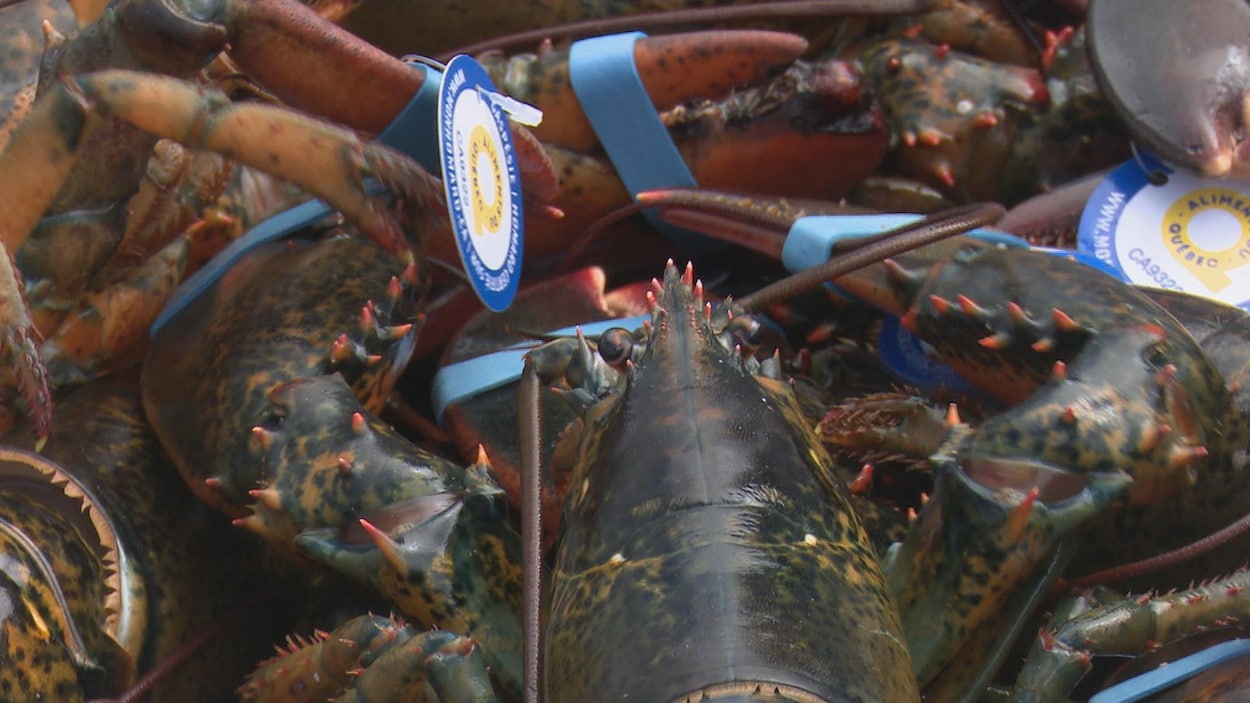 Des homards de la Gaspésie les uns par dessus les autres.