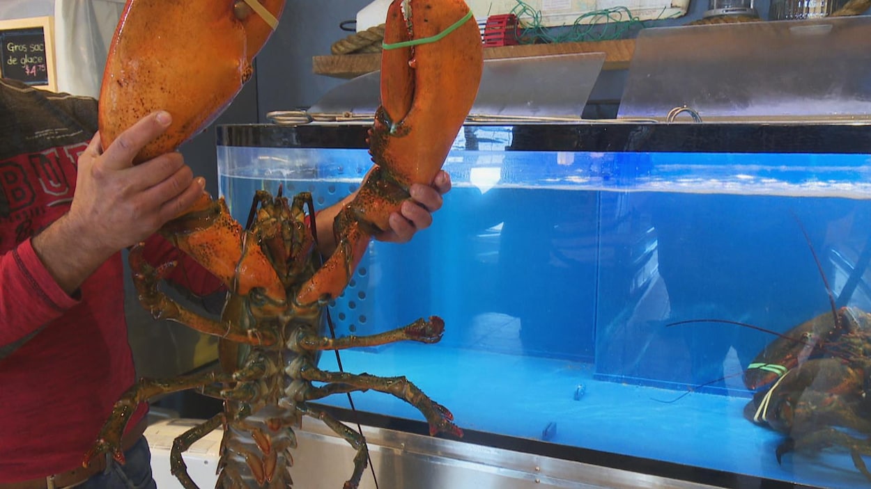 Un homard géant.