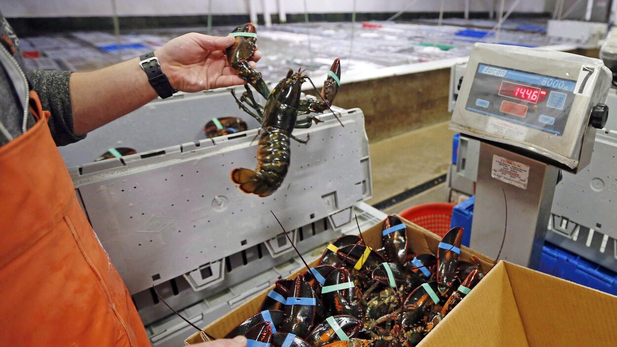 Homard vivant sorti d'une boîte. Homard vivant sorti d'une boîte.