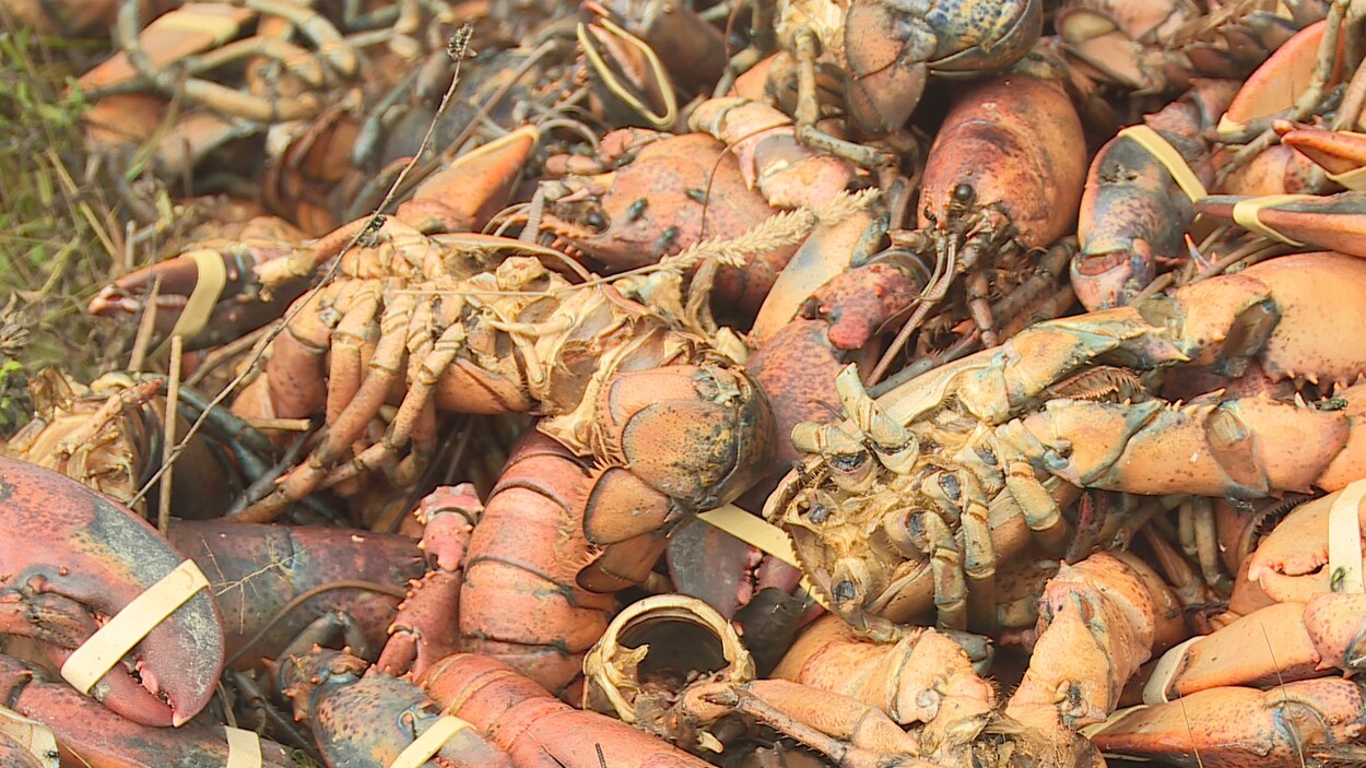 Des centaines de homards morts jetés dans les bois.