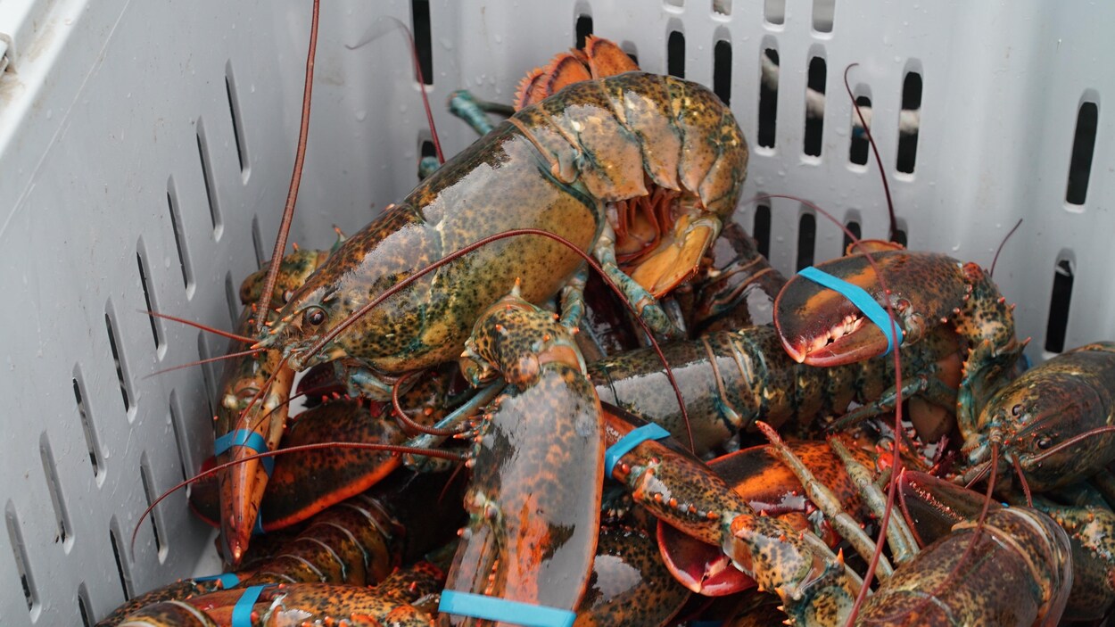Homards des îles de la Madeleine.