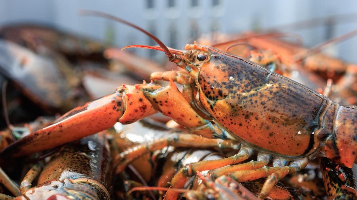 Des pêcheurs de N.-É. envisagent de faire appel dans une affaire de pêche au homard