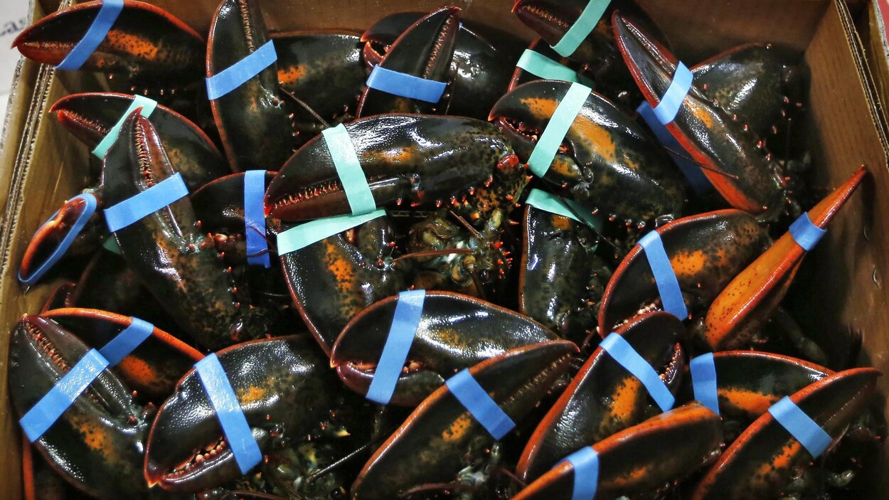Des homards vivants dans une boîte de carton.