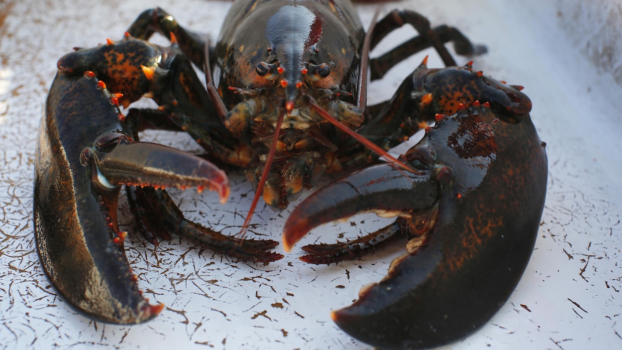 Plan rapproché d'un homard.