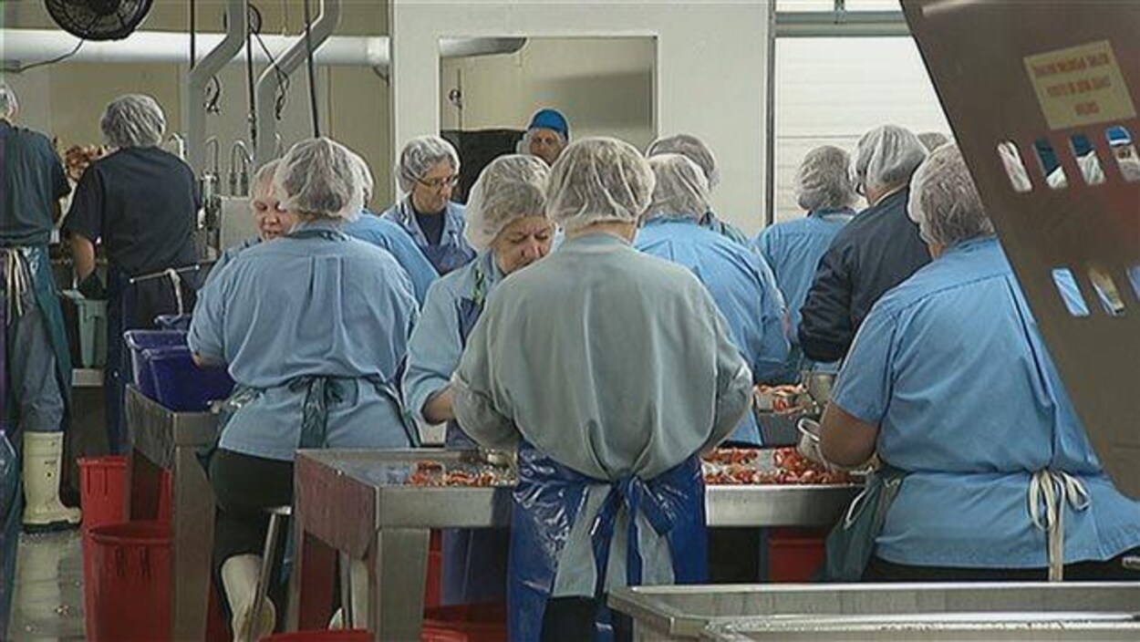 Des travailleuses dans une usine de transformation du homard Des travailleuses dans une usine de transformation du homard