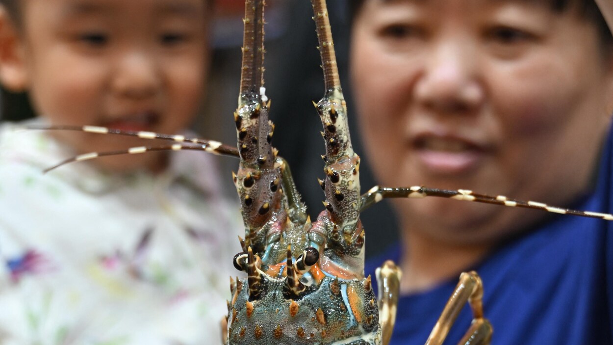 Tarifs chinois : les mauvais signes commencent à apparaître pour l’industrie du homard