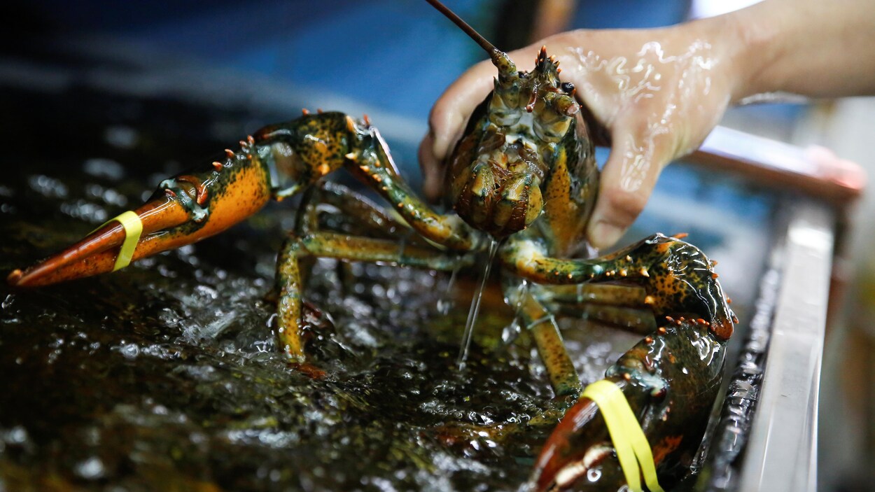 Un vendeur saisit un homard vivant dans un marché public de poissons et fruits de mer.