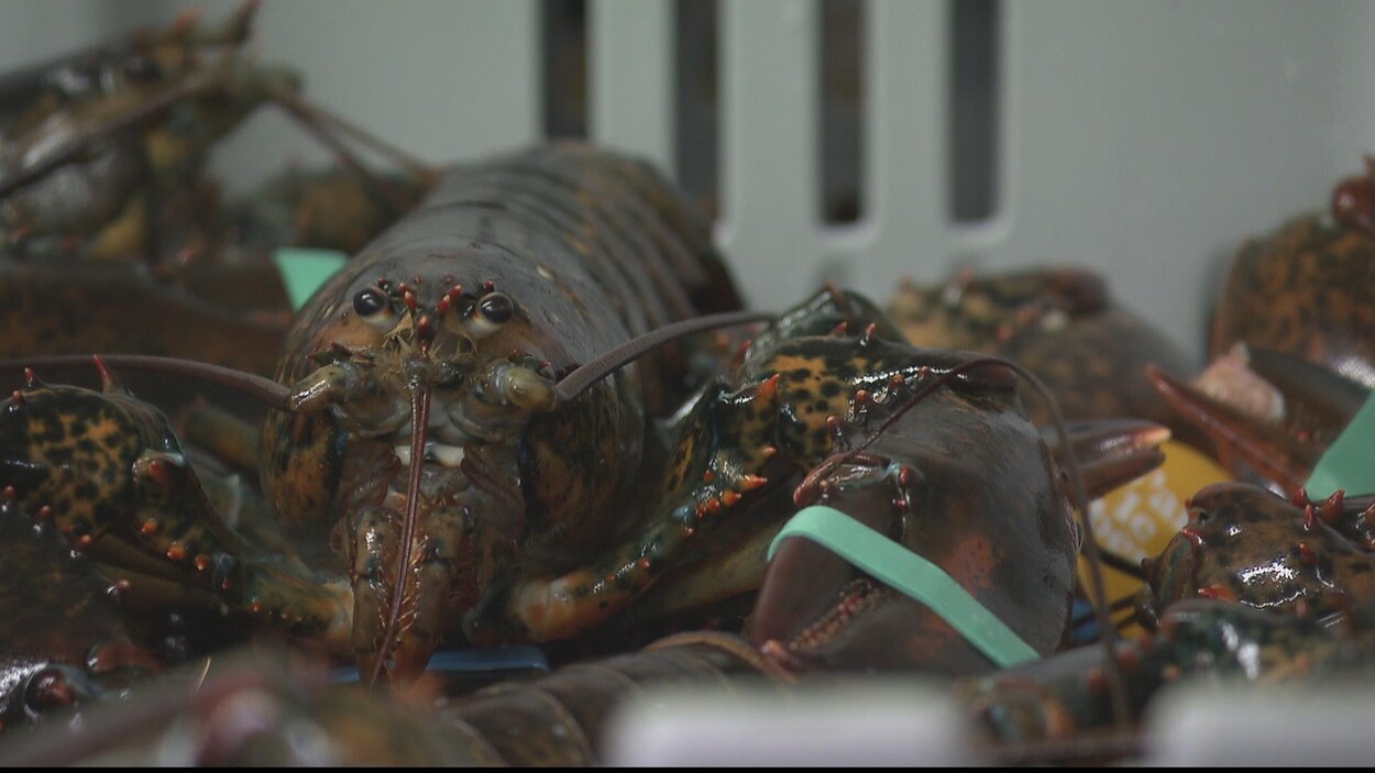 Homard vivant.
