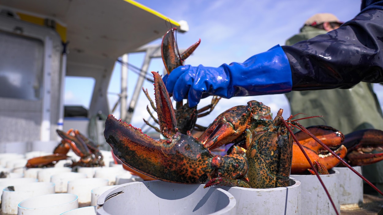 Du homard en abondance dans les eaux de la Côte-Nord