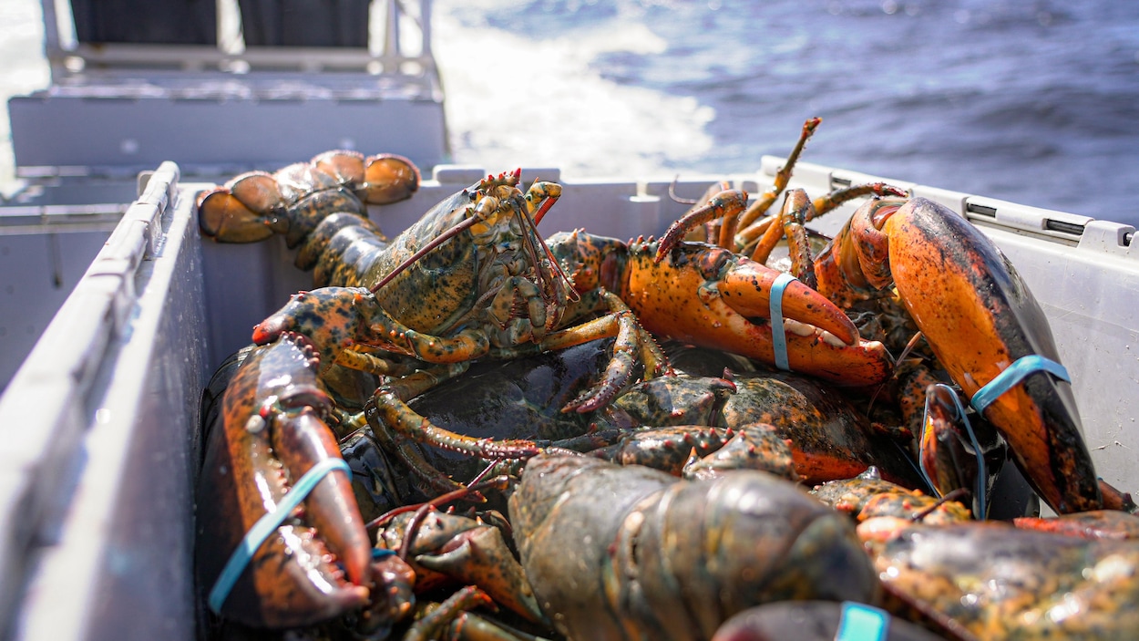 Poursuite du projet de pêche collective en Haute-Gaspésie