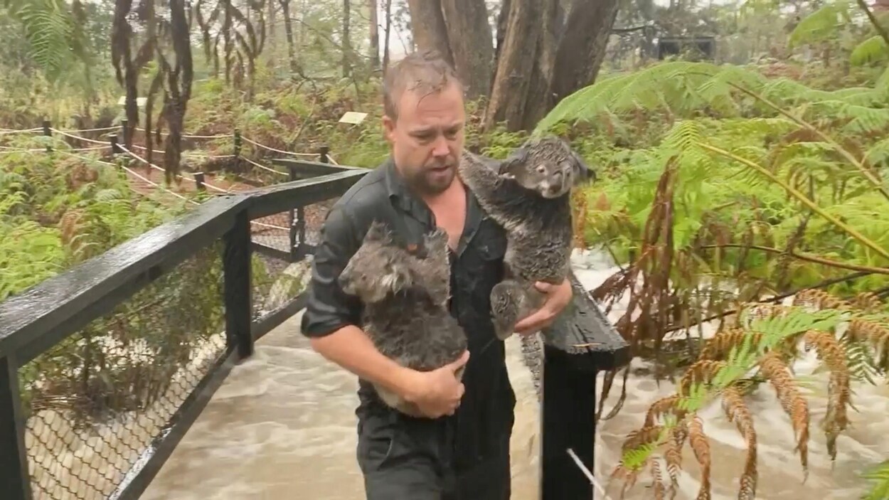 Un homme porte des koalas pendant les inondations causées par les fortes pluies au Parc australien des reptiles, à Somersby, en Nouvelle-Galles du Sud.