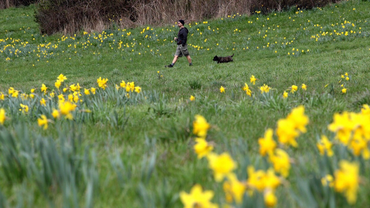 Un homme promène son chien parmi les jonquilles du parc Beacon Hill à Victoria