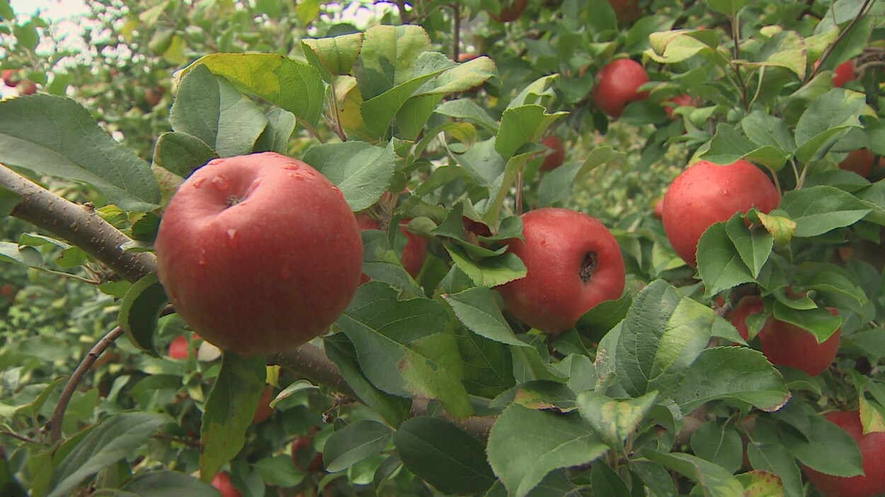 La Honeycrisp est au coeur d'un renouveau de l'industrie pomicole en Nouvelle-Écosse. La Honeycrisp est au coeur d'un renouveau de l'industrie pomicole en Nouvelle-Écosse.