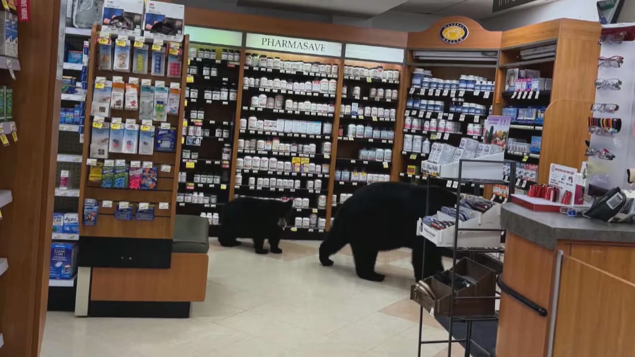 Une ourse tuée par les autorités après s’être aventurée dans une pharmacie à Hope