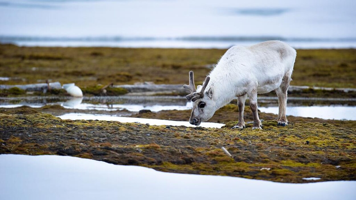 Un renne au poil blanc au milieu de la toundra.