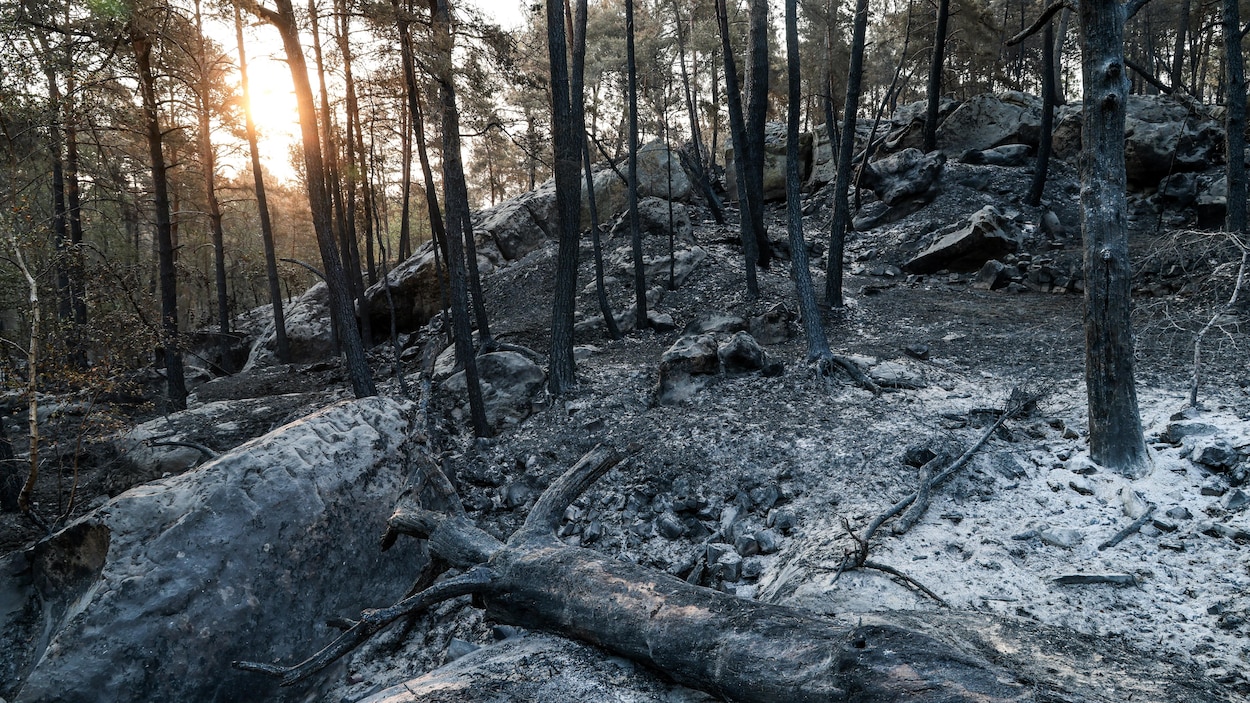Forêt de Fontainebleau : opérations de prévention de reprise de feu